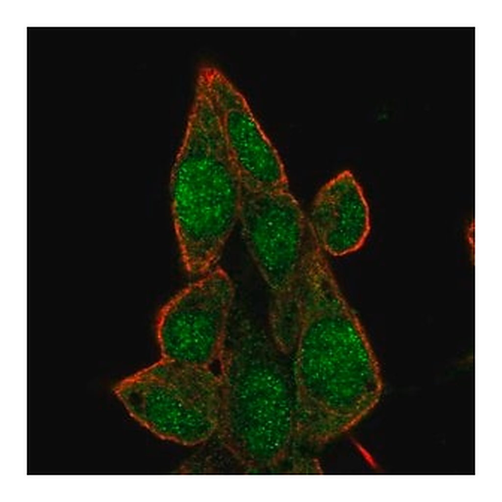 Merck Anti-BRD7 antibody produced in rabbit