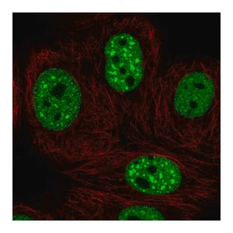 Merck Anti-EHMT2 antibody produced in rabbit