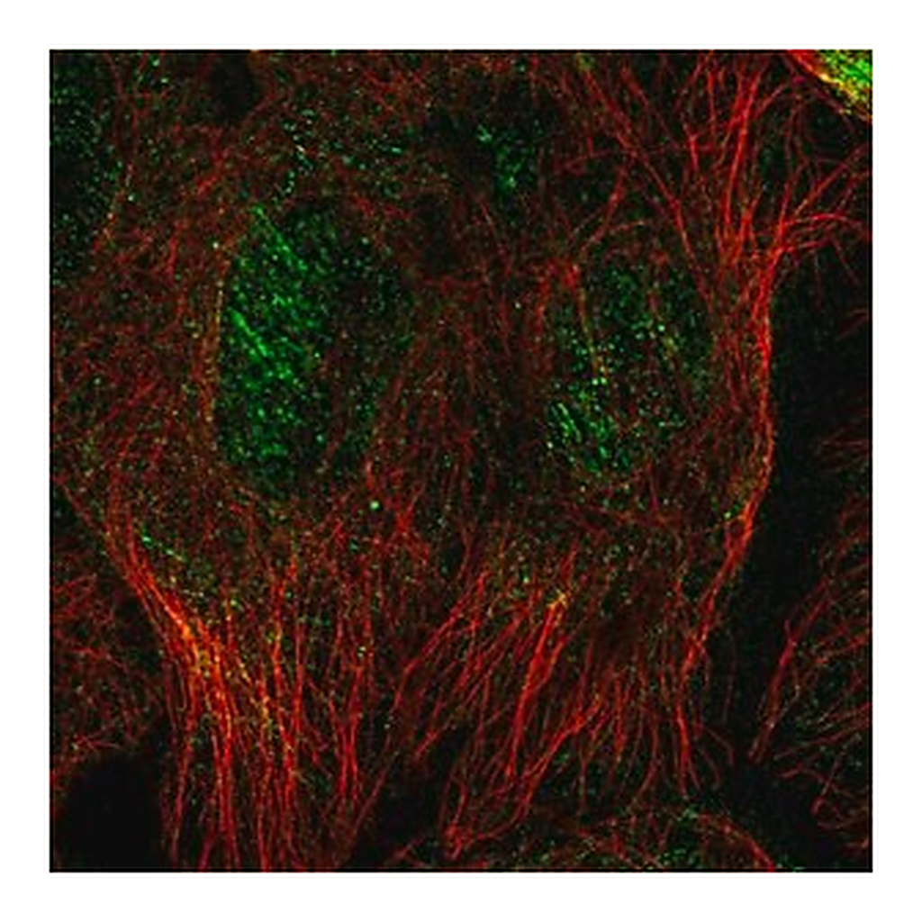 Merck Anti-SEPT10 antibody produced in rabbit
