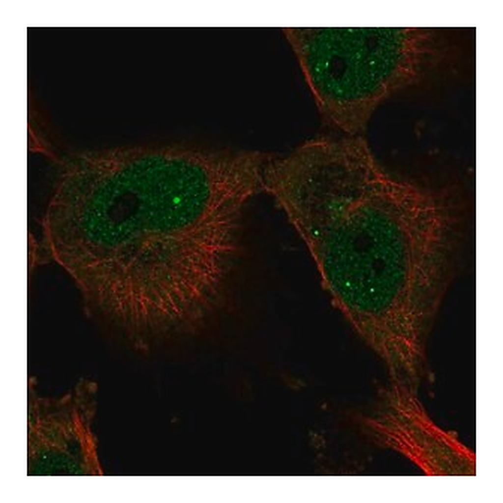 Merck Anti-ELF4 antibody produced in rabbit