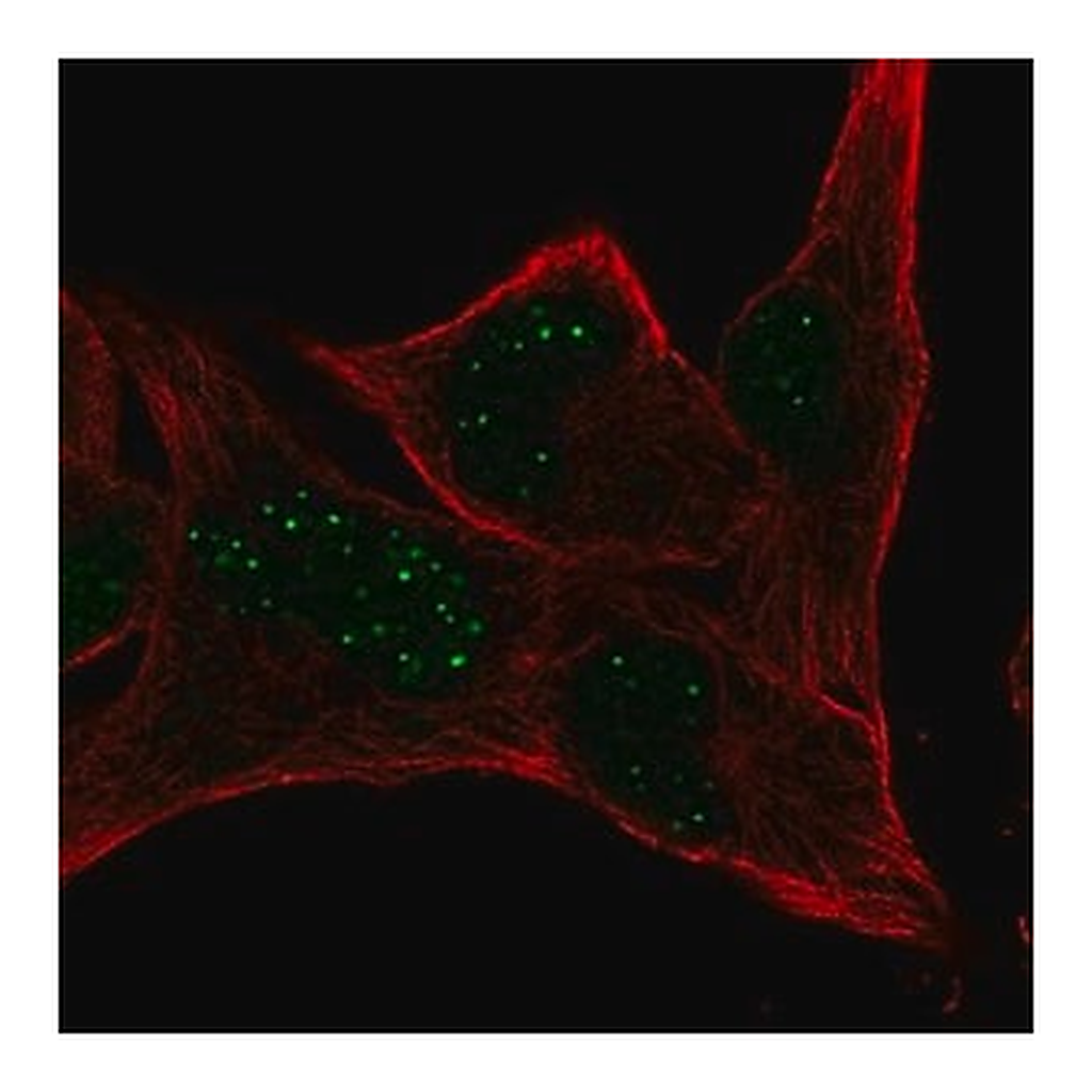 Merck Anti-MBLAC2 antibody produced in rabbit