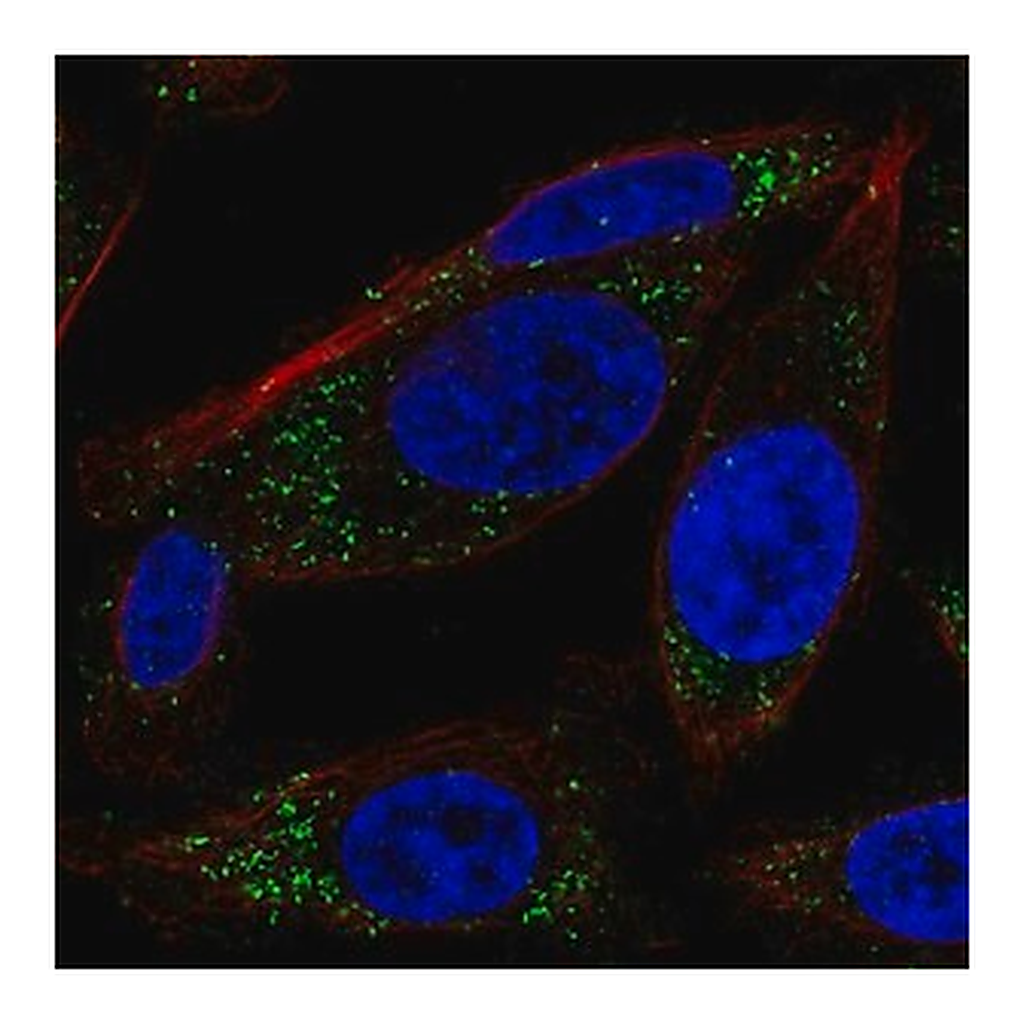 Merck Anti-RRAS antibody produced in rabbit
