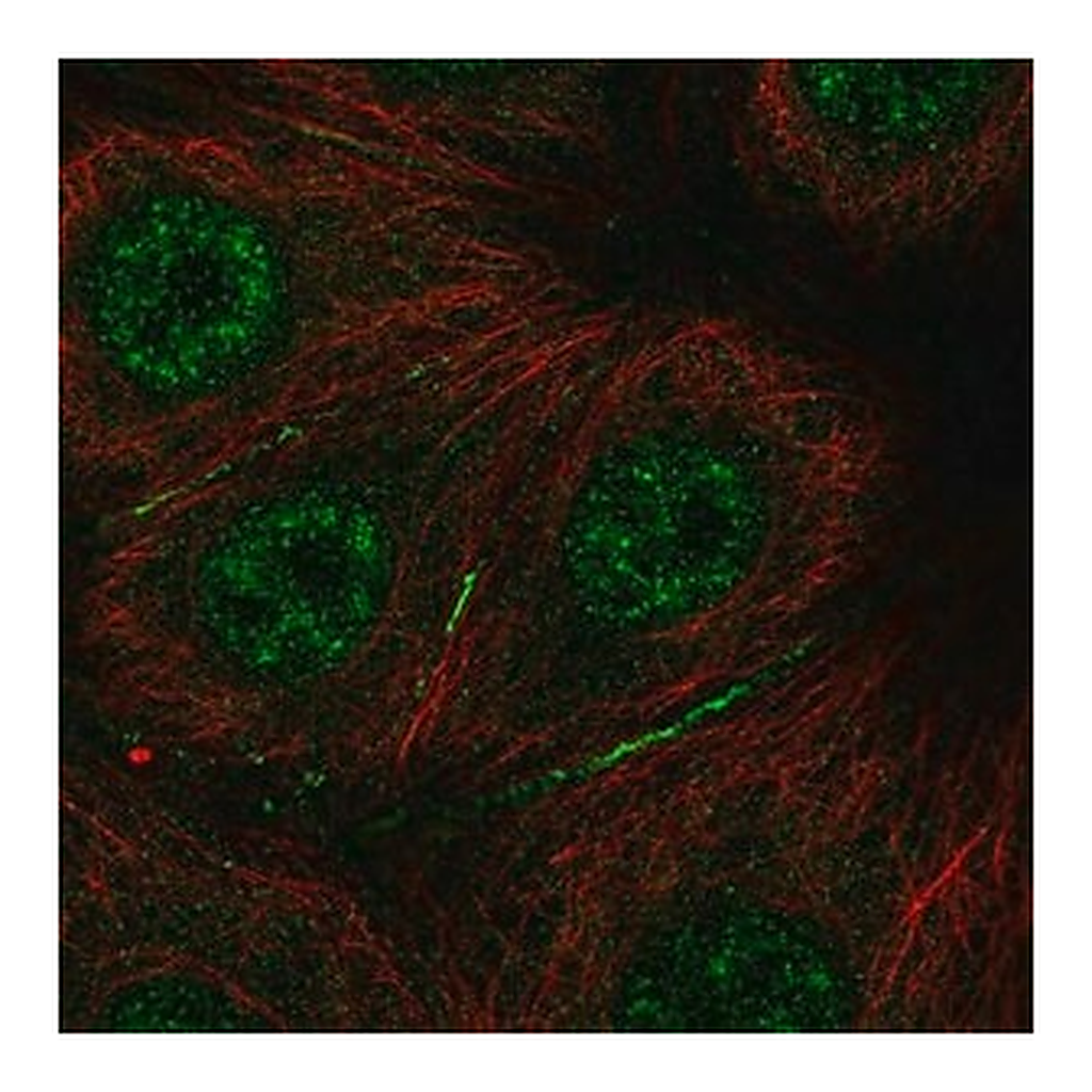 Merck Anti-BRK1 antibody produced in rabbit