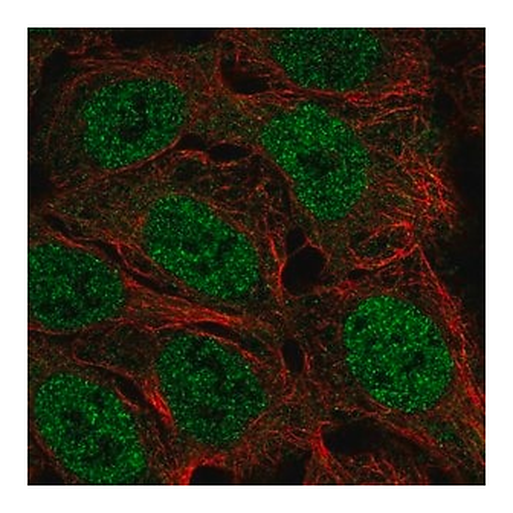Merck Anti-FAM49A antibody produced in rabbit