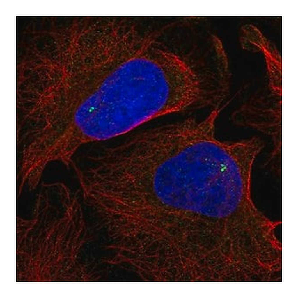 Merck Anti-NLRC5 antibody produced in rabbit