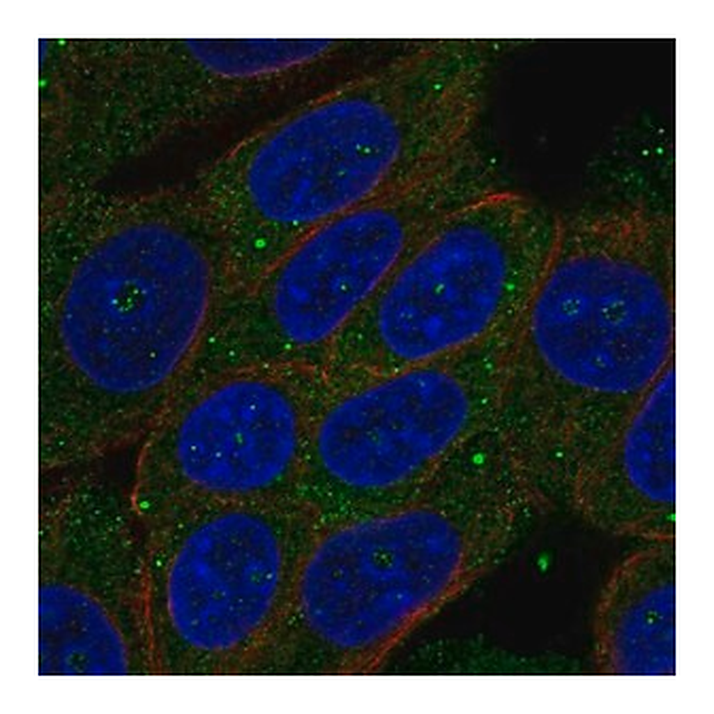 Merck Anti-ZSWIM3 antibody produced in rabbit