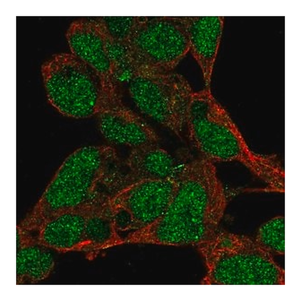 Merck Anti-PRDM16 antibody produced in rabbit