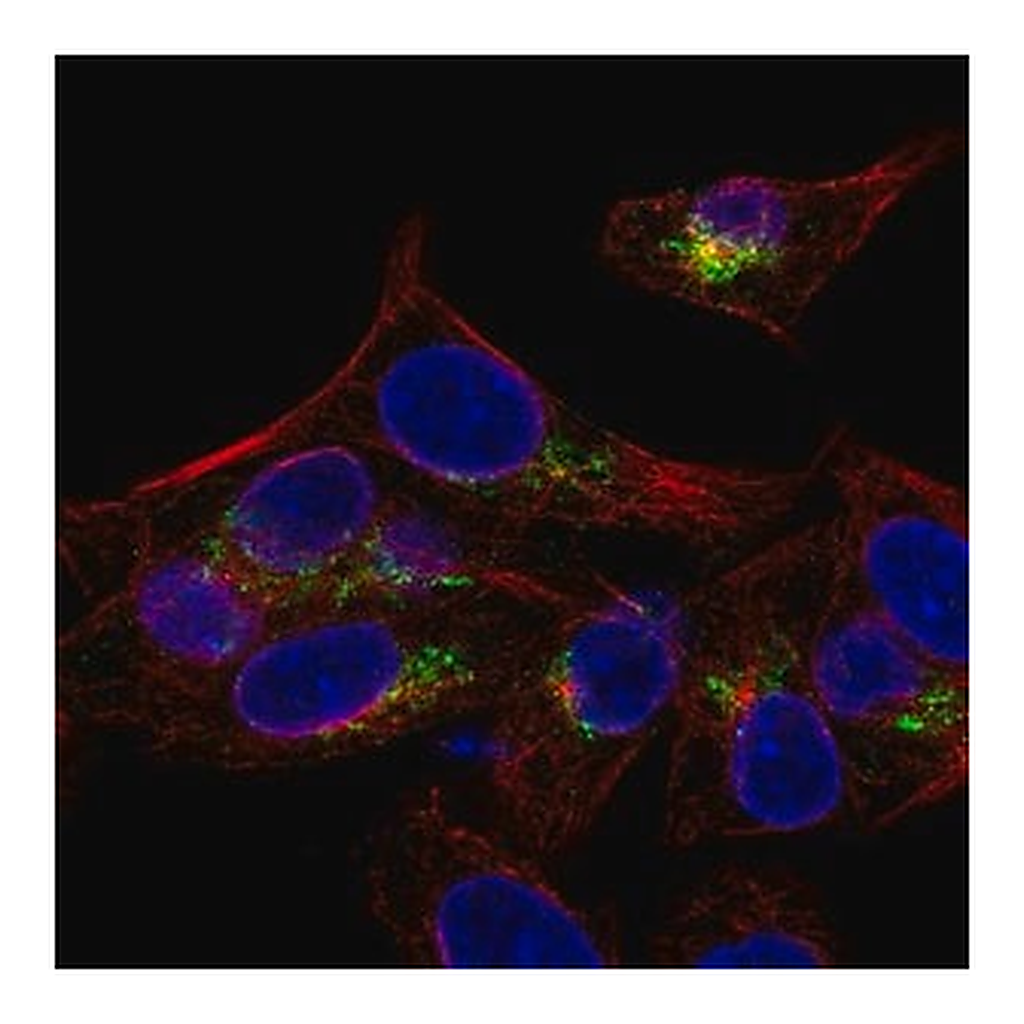 Merck Anti-ARSE antibody produced in rabbit