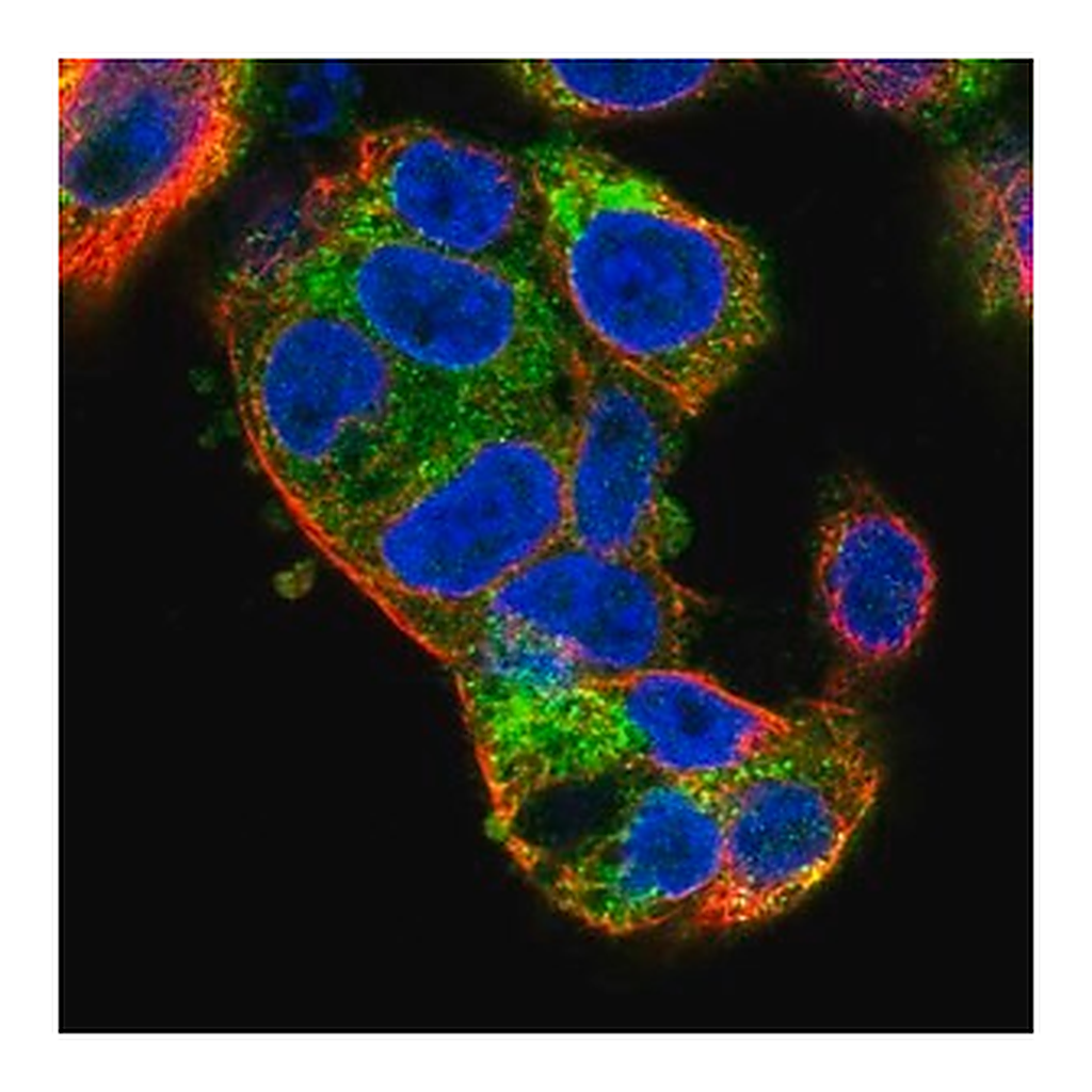 Merck Anti-KIAA2013 antibody produced in rabbit