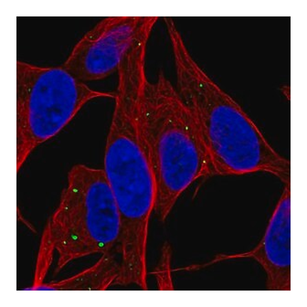 Merck Anti-SERTM1 antibody produced in rabbit