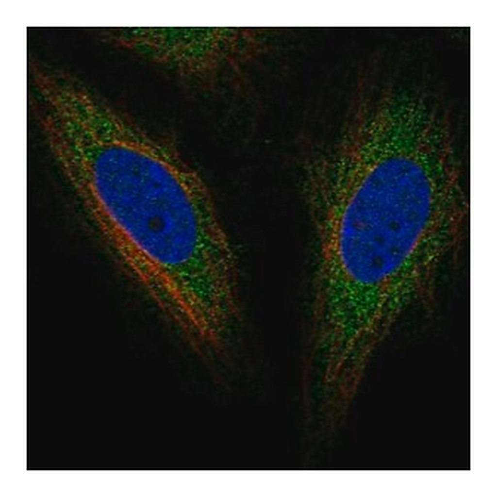 Merck Anti-TOR1AIP2 antibody produced in rabbit