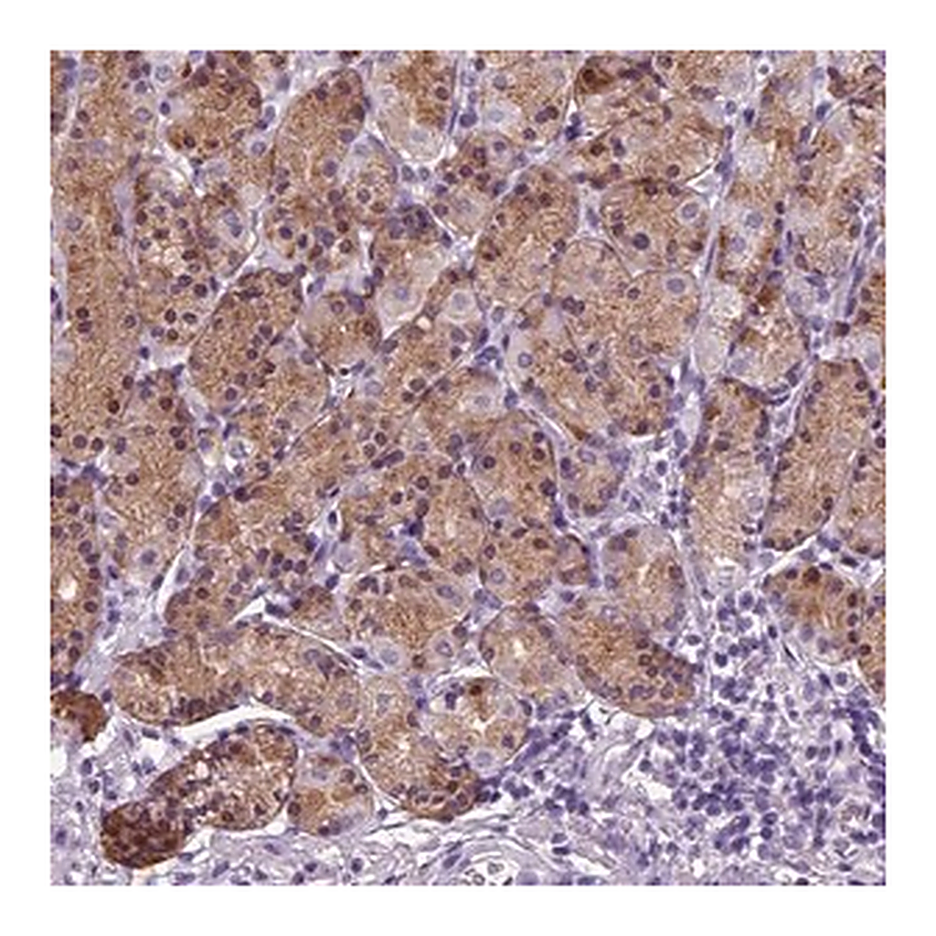 Merck Anti-HMCN2 antibody produced in rabbit