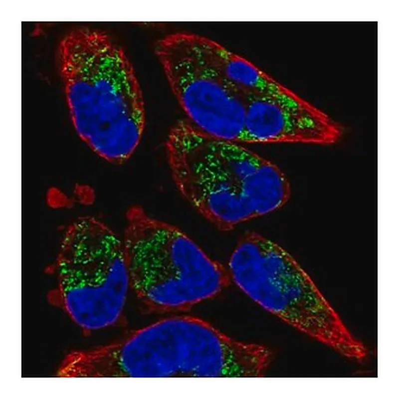 Merck Anti-TMEM71 antibody produced in rabbit