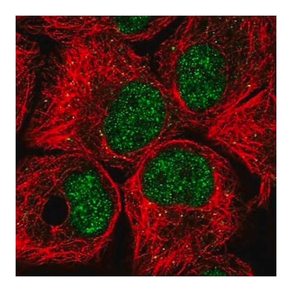 Merck Anti-BTAF1 antibody produced in rabbit