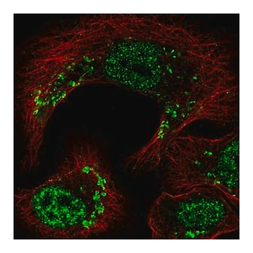 Merck Anti-TRIP11 antibody produced in rabbit