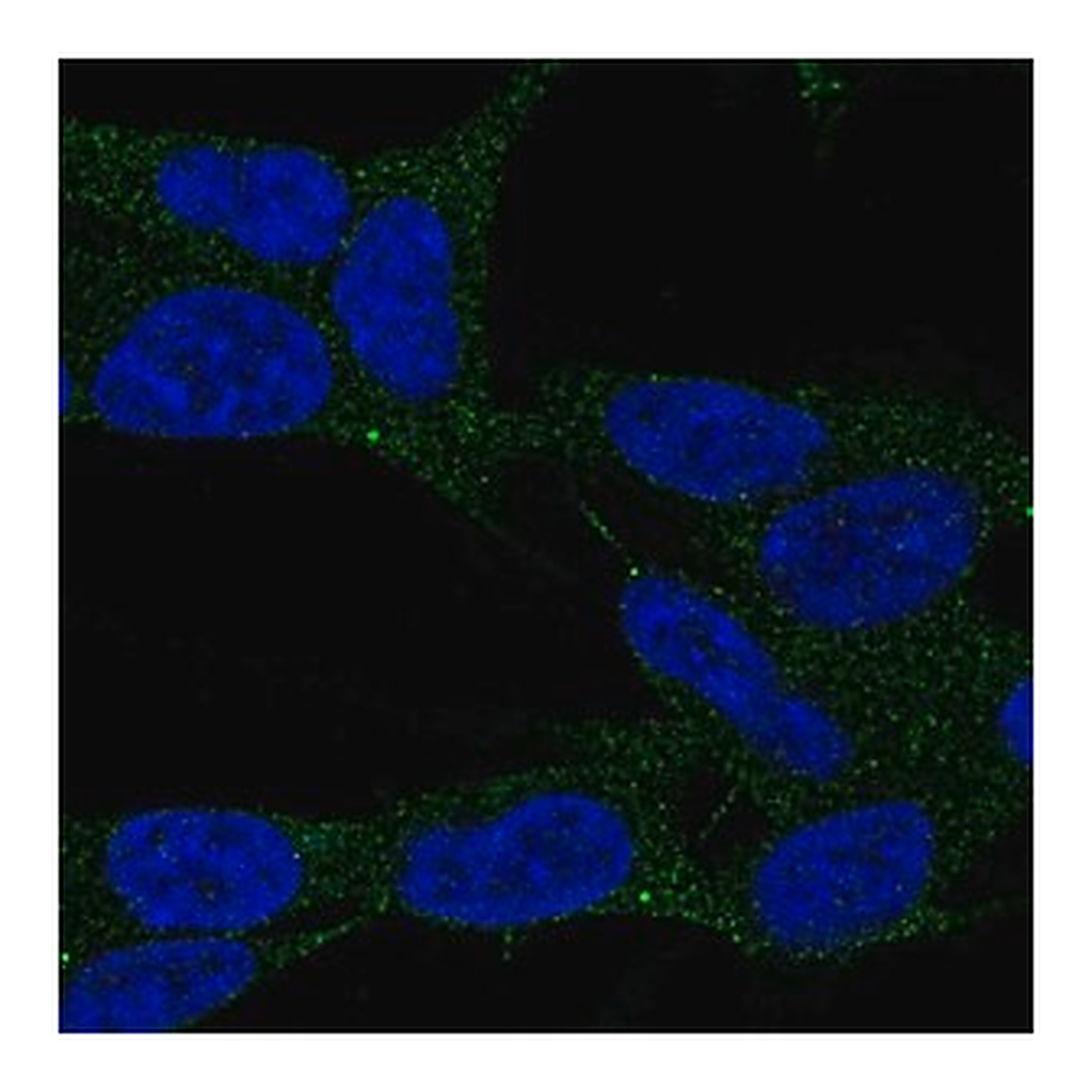 Merck Anti-LAMP5 antibody produced in rabbit