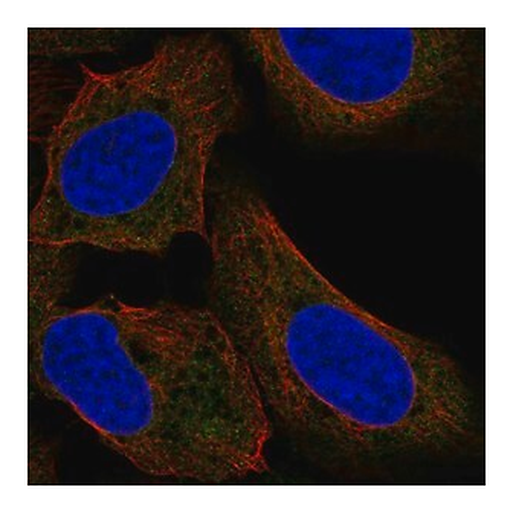 Merck Anti-TTF2 antibody produced in rabbit