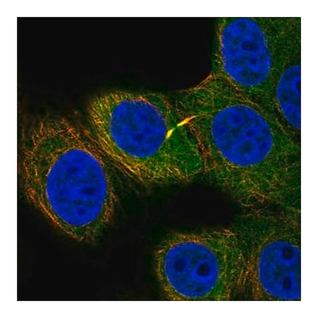 Merck Anti-FUT9 antibody produced in rabbit