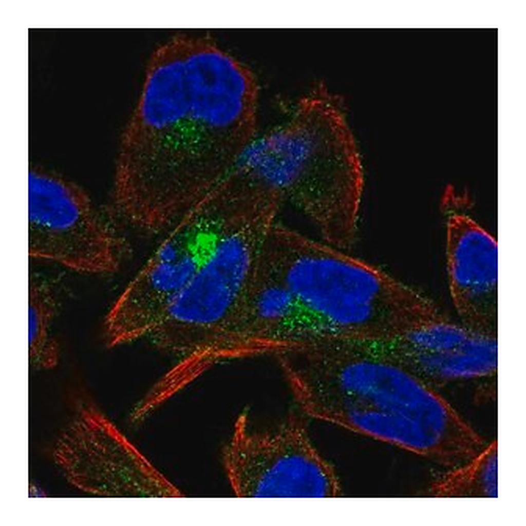 Merck Anti-CDH15 antibody produced in rabbit
