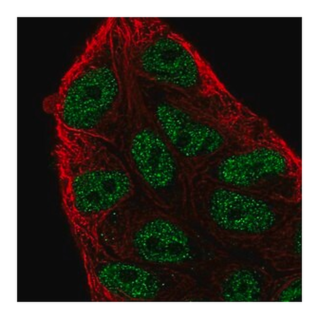 Merck Anti-ARIH2 antibody produced in rabbit