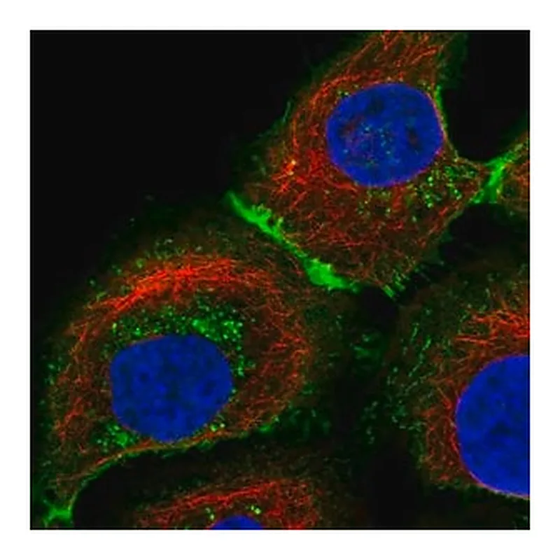 Merck Anti-SLC16A1 antibody produced in rabbit