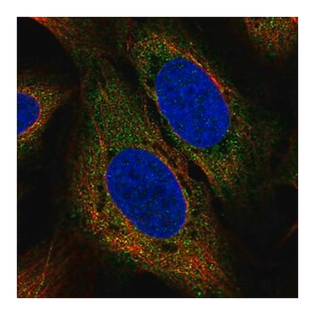 Merck Anti-USP15 antibody produced in rabbit