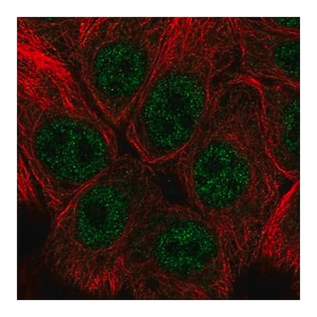 Merck Anti-SNAI3 antibody produced in rabbit