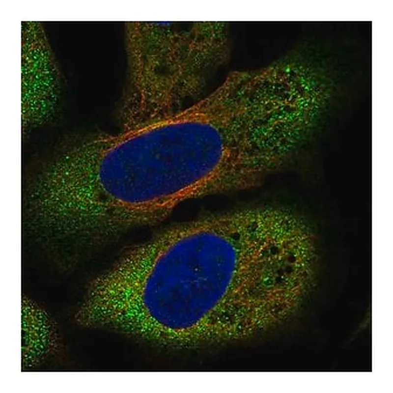 Merck Anti-FZD8 antibody produced in rabbit