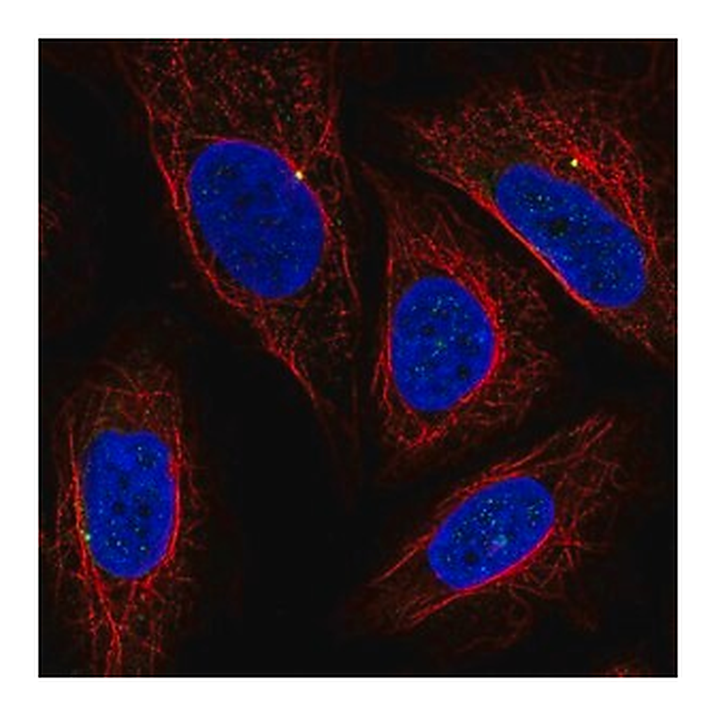 Merck Anti-CEP19 antibody produced in rabbit