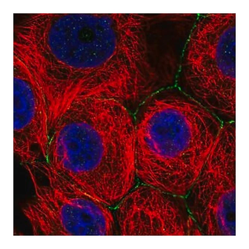 Merck Anti-SLC2A11 antibody produced in rabbit