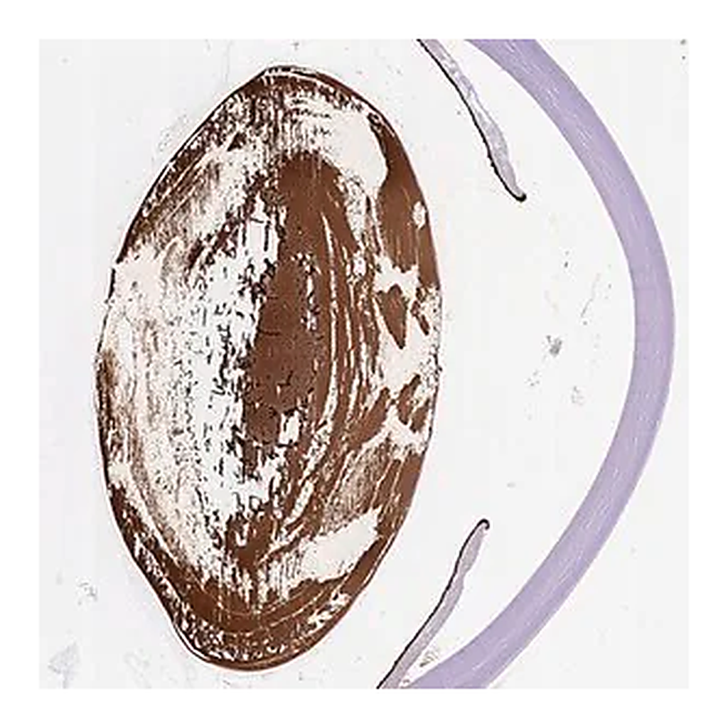 Merck Anti-CRYBA4 antibody produced in rabbit