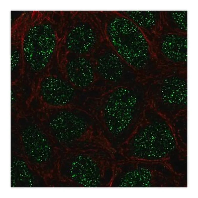 Merck Anti-RTP4 antibody produced in rabbit
