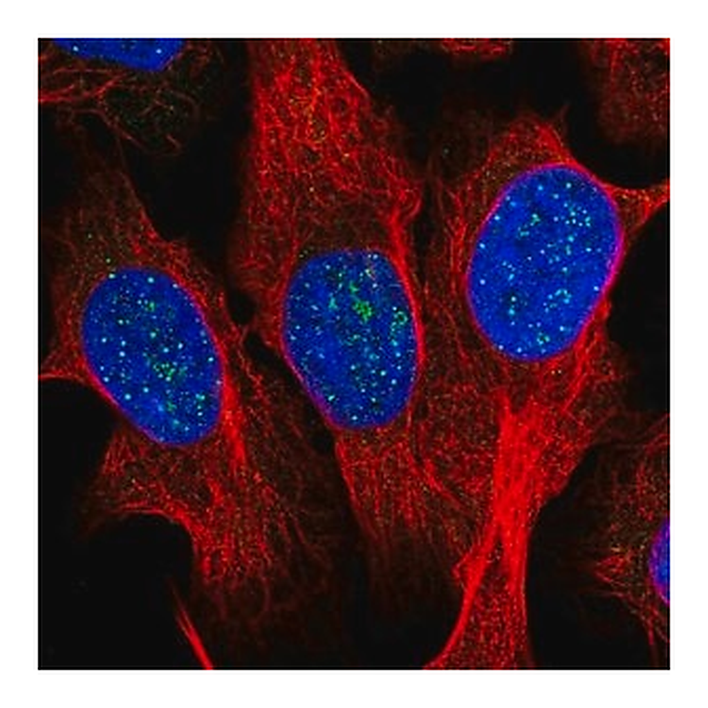 Merck Anti-TERF1 antibody produced in rabbit