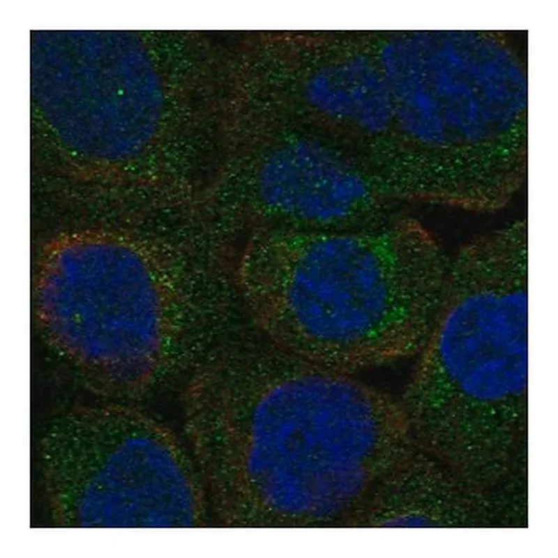 Merck Anti-PLSCR3 antibody produced in rabbit