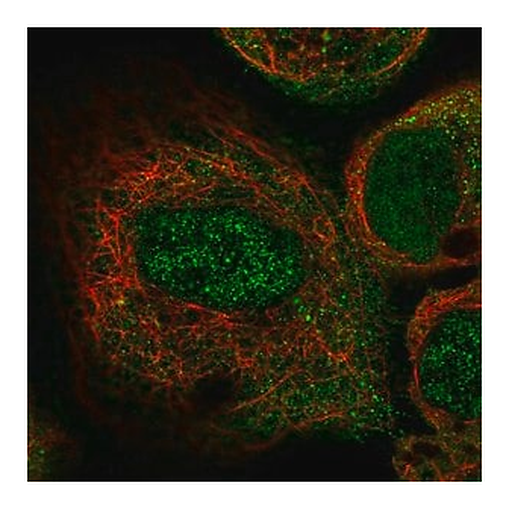 Merck Anti-ILK antibody produced in rabbit