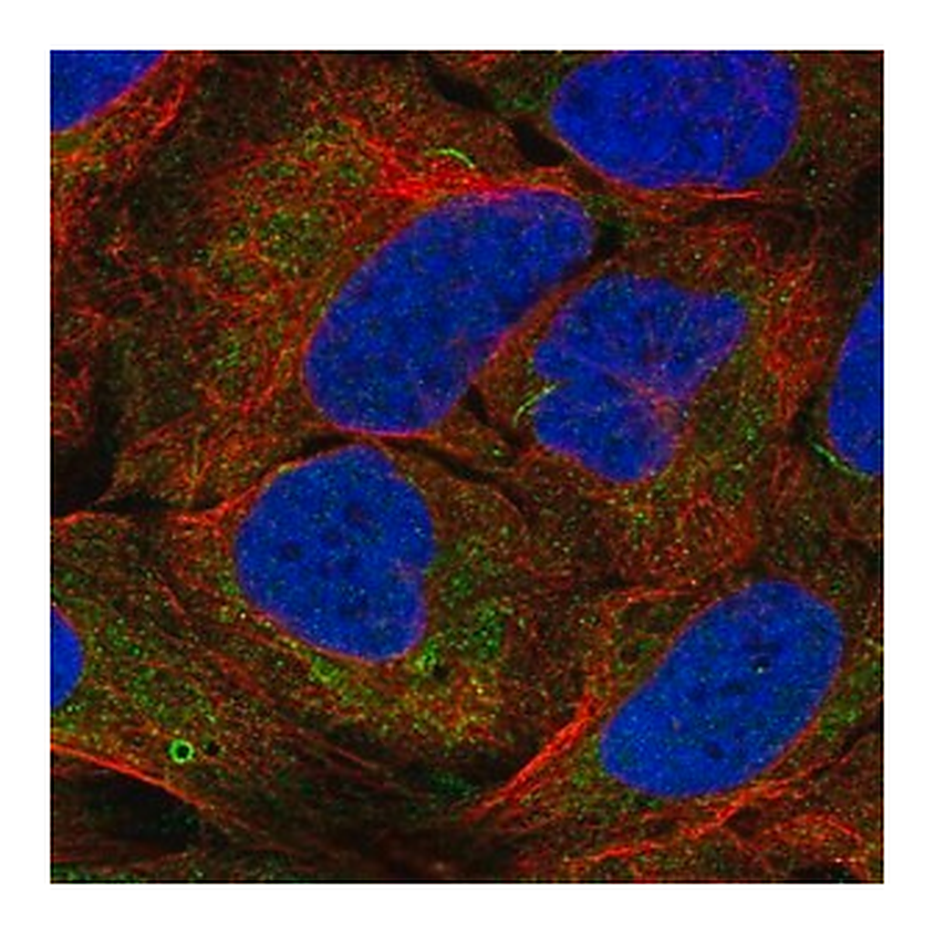 Merck Anti-AGPAT1 antibody produced in rabbit