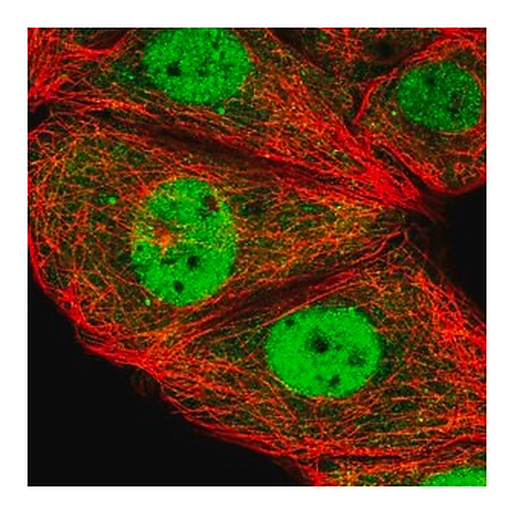 Merck Anti-ESRP2 antibody produced in rabbit