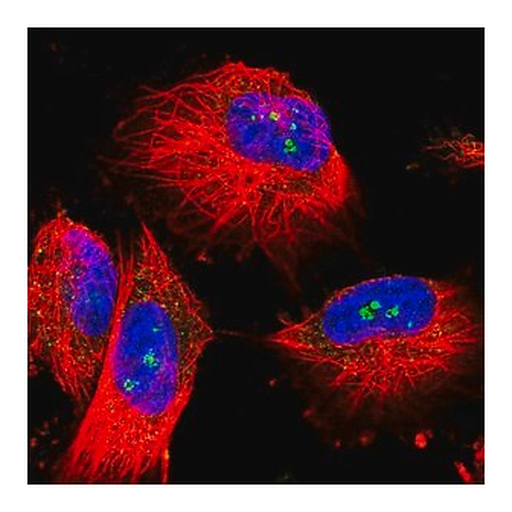 Merck Anti-MALT1 antibody produced in rabbit