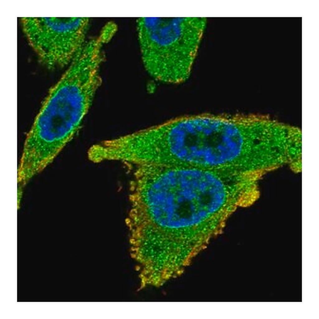 Merck Anti-SLC35B1 antibody produced in rabbit