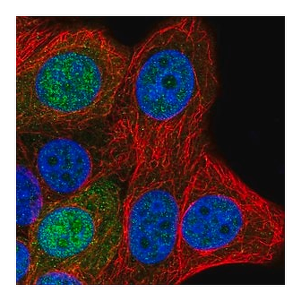 Merck Anti-SAP30L antibody produced in rabbit