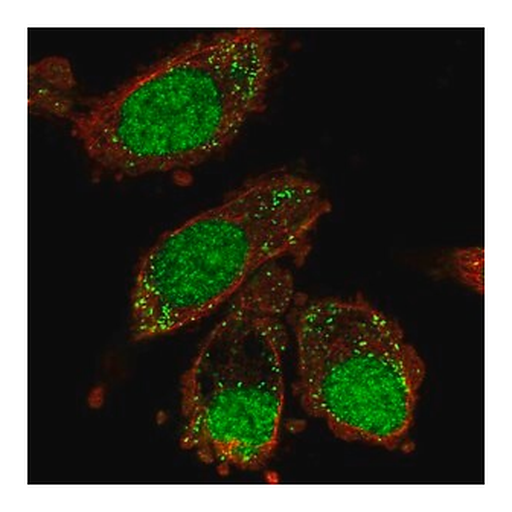 Merck Anti-XAB2 antibody produced in rabbit