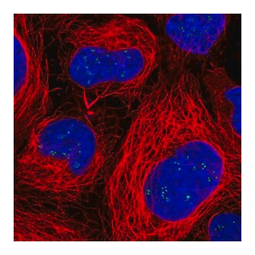 Merck Anti-RAE1 antibody produced in rabbit