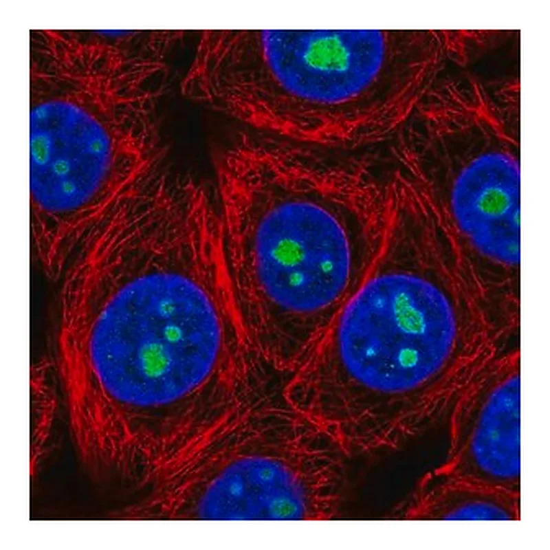 Merck Anti-LLPH antibody produced in rabbit