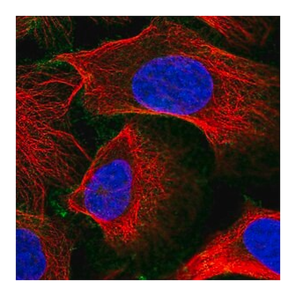 Merck Anti-SLC30A1 antibody produced in rabbit