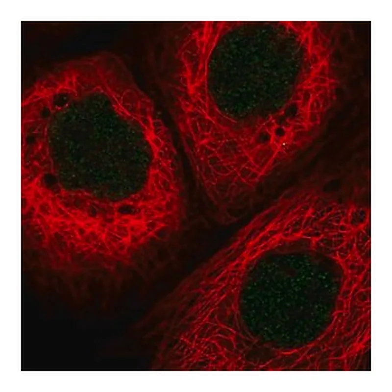 Merck Anti-HLTF antibody produced in rabbit
