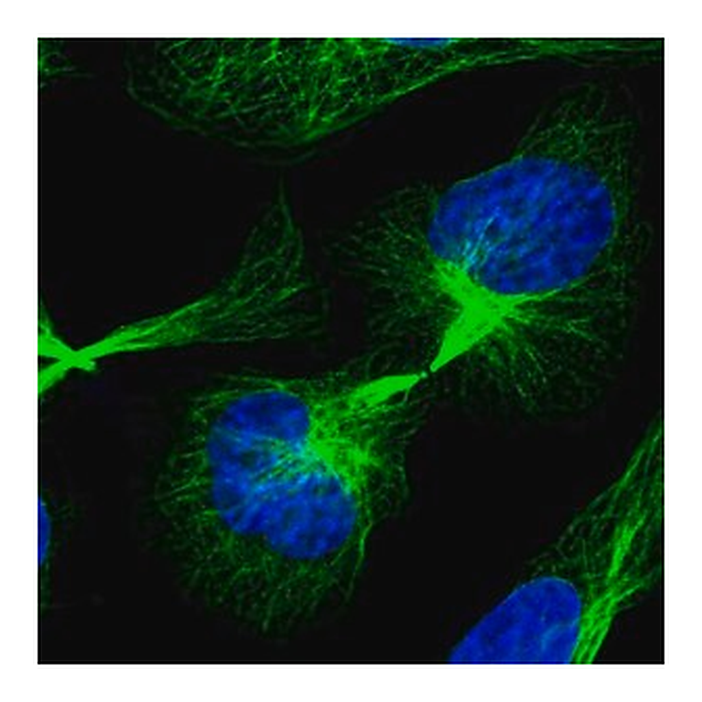 Merck Anti-C21orf91 antibody produced in rabbit