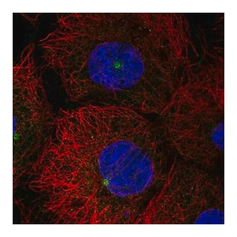 Merck Anti-LATS2 antibody produced in rabbit