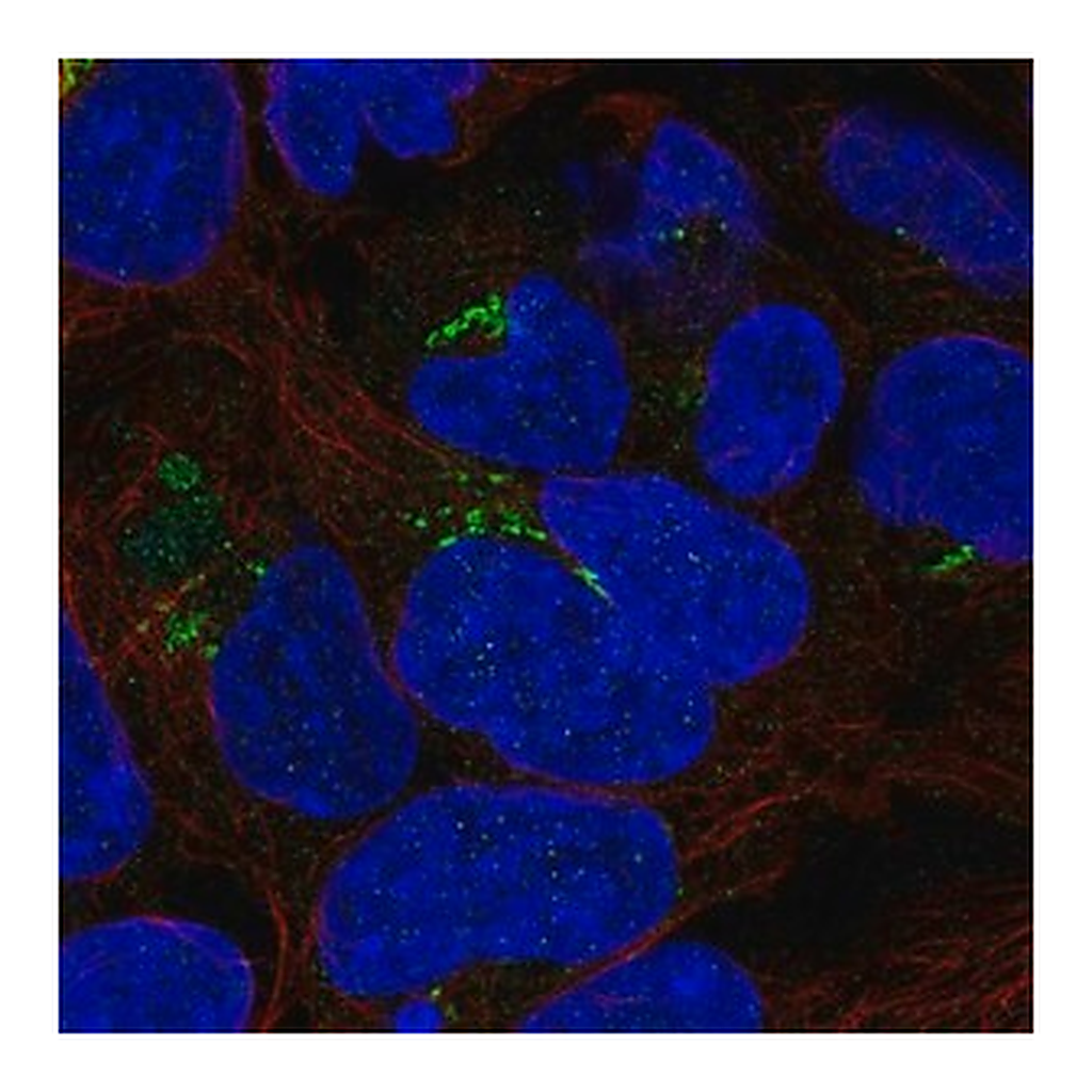 Merck Anti-PDXDC1 antibody produced in rabbit