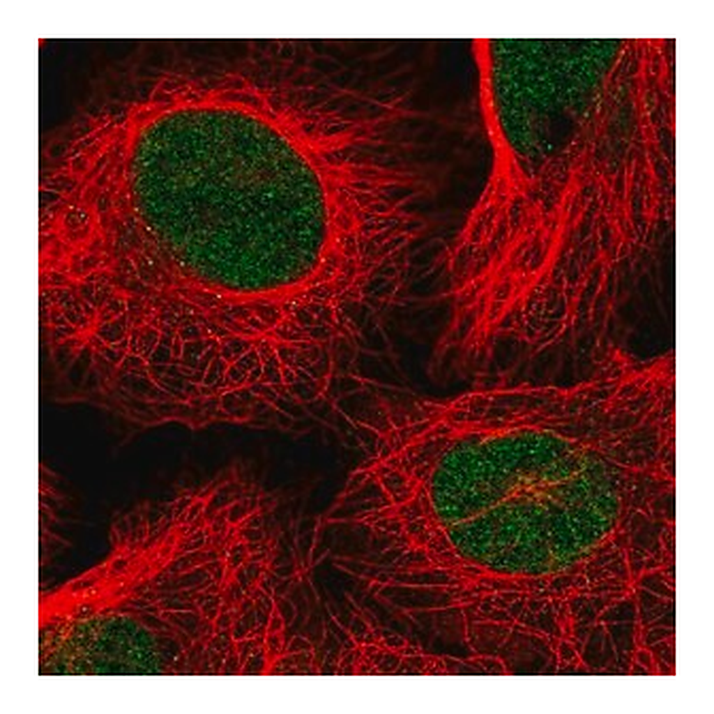Merck Anti-TAF11 antibody produced in rabbit
