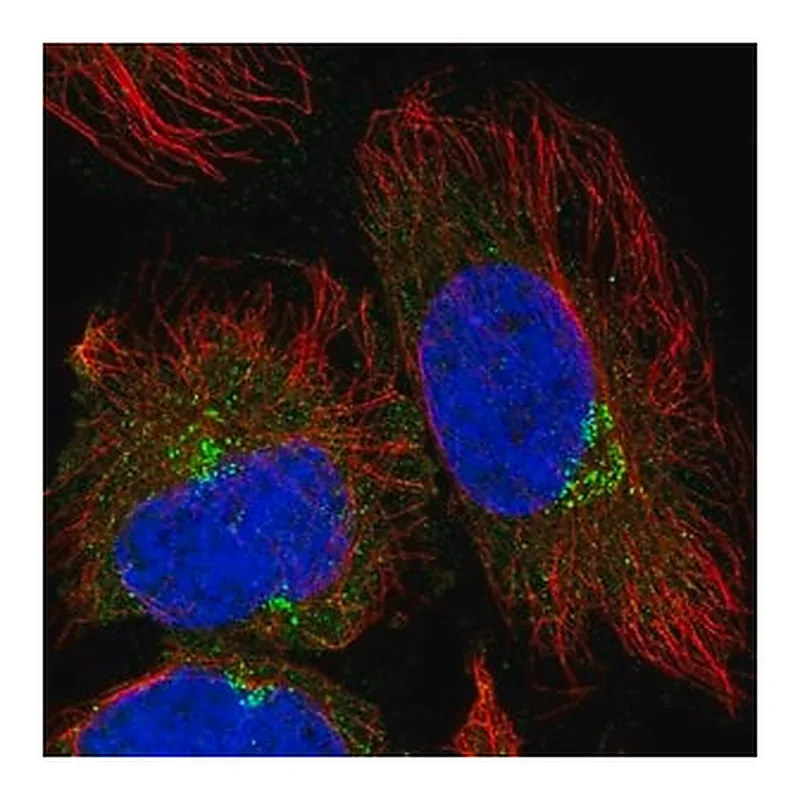 Merck Anti-TRIM44 antibody produced in rabbit